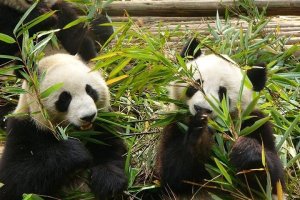 <b>Private Chengdu Panda Base and Sichuan Cuisine Museum Day Tour</b>