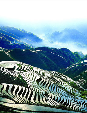 Rice Field